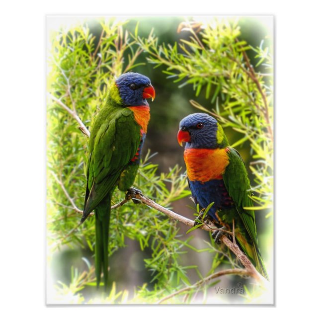 Rainbow Lorikeets Fotodruck (Vorne)