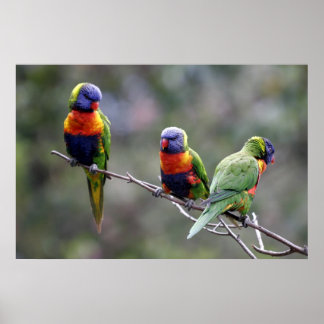 Rainbow Lorikeets Poster