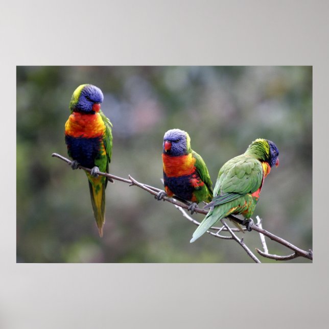 Rainbow Lorikeets Poster (Vorne)