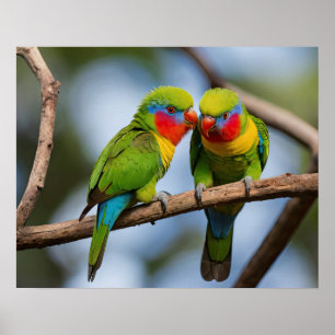 Rainbow Lorikeets Poster
