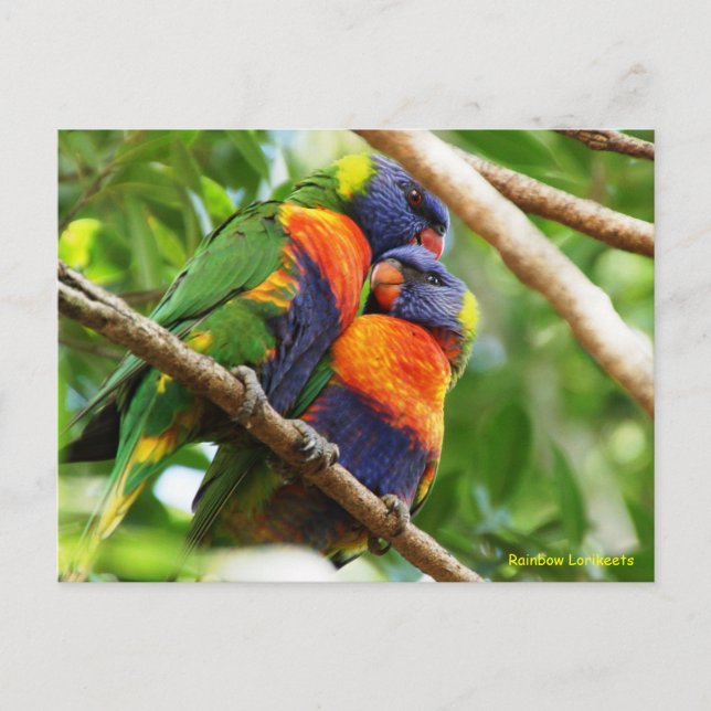 Rainbow Lorikeets Postkarte (Vorderseite)