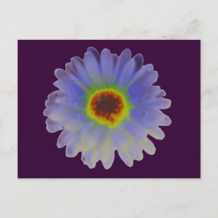 Rainbow Marigold Postcard Postkarte