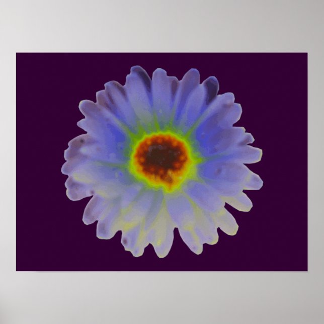 Rainbow Marigold Poster (Vorne)