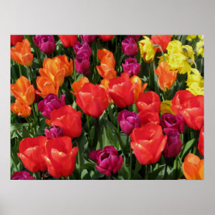 Rainbow Of Tulips Poster