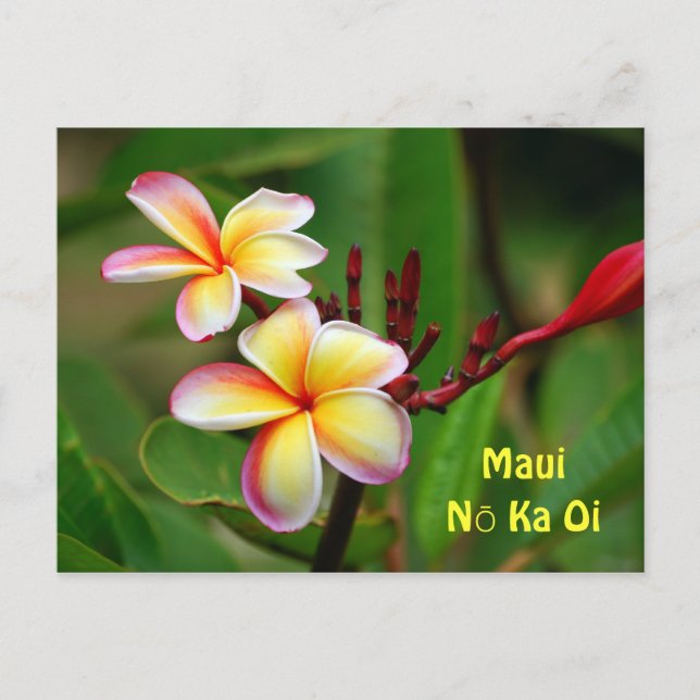 Rainbow Plumeria Blume, Maui Nō Ka Oi Postkarte (Vorderseite)