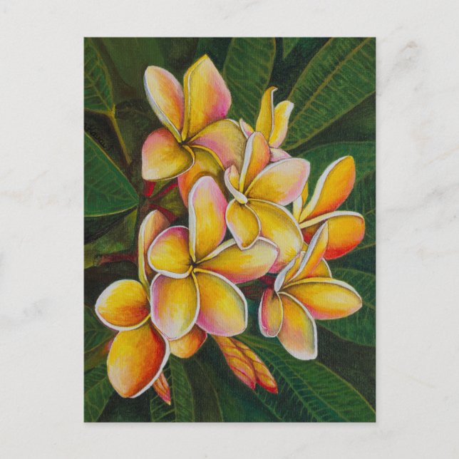 Rainbow Plumeria Postkarte (Vorderseite)