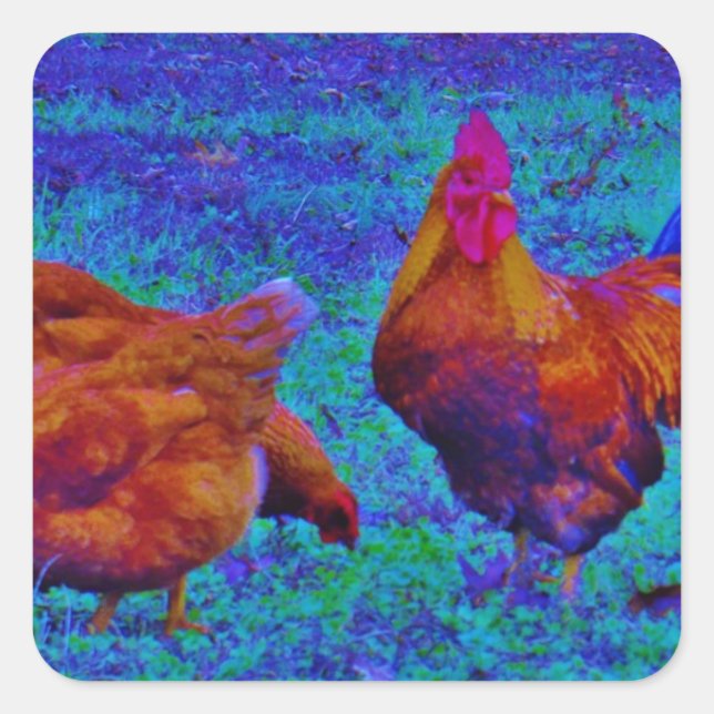Rainbow Rooster & Hens, Electric Blue Quadratischer Aufkleber (Vorderseite)