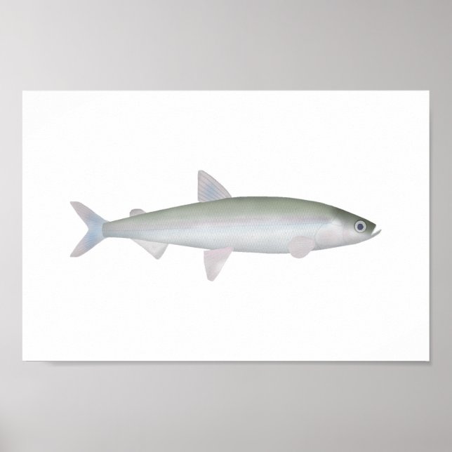 Rainbow Smelt Poster (Vorne)