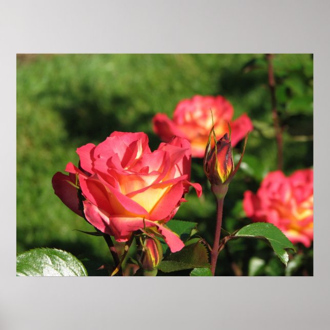 Rainbow Sorbet Floribunda Rose 140 Poster (Vorne)