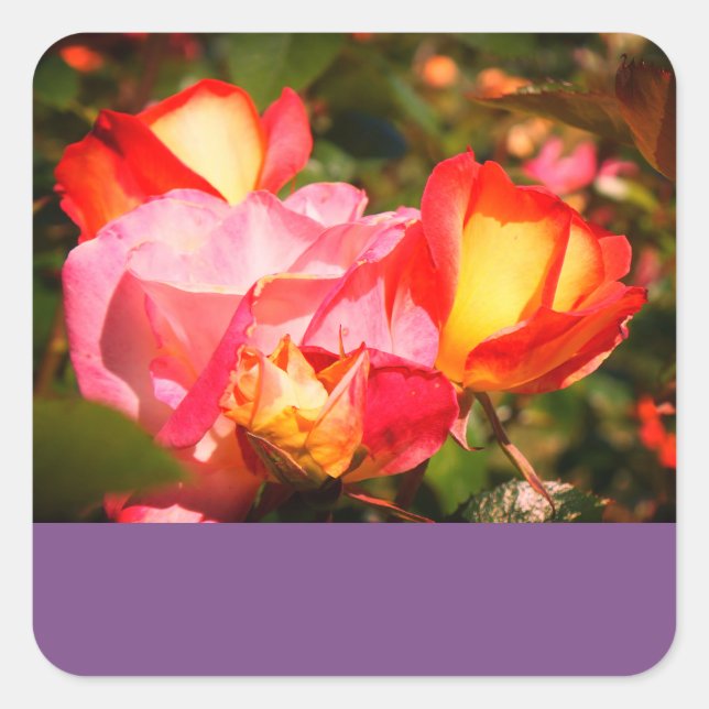 Rainbow Sorbet Rose #2 Stickers (Vorderseite)