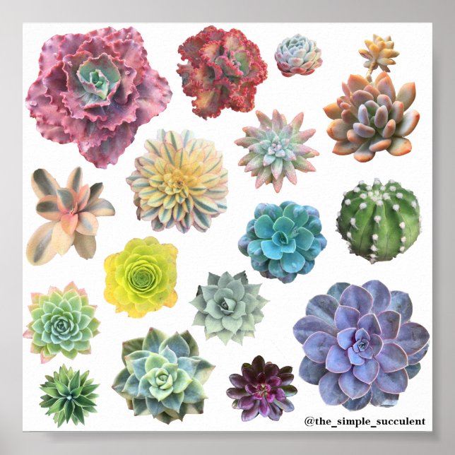 Rainbow Succuled Print Poster (Vorne)