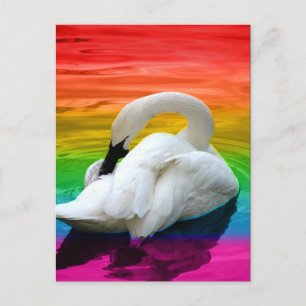 Rainbow Swan Postkarte