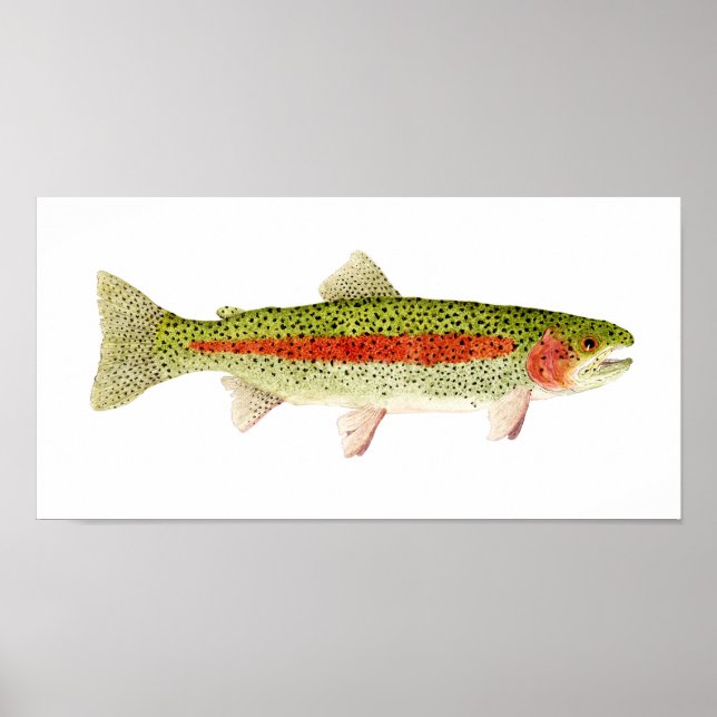 Rainbow Trout Poster (Vorne)