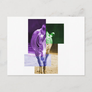 Rainbow Zebra Postkarte