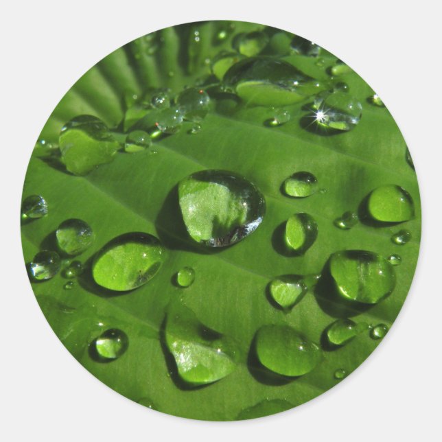 Raindrings sur Stickers Feuille verte (Devant)
