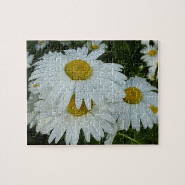 Raindrops auf Daisies Wildblume Floral (Horizontal)