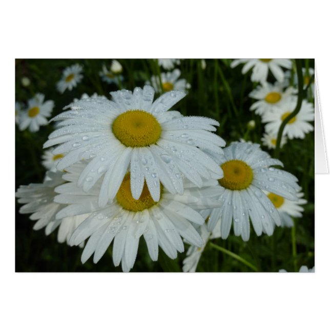 Raindrops auf Daisies Wildblume Floral (Vorderseite (Horizontal))