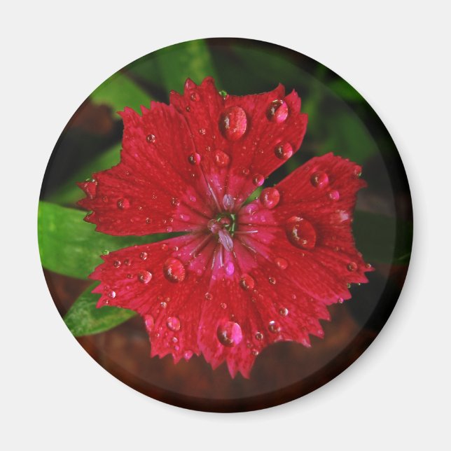 Raindrops auf dem schönen Red Dianthus Blume Foto Magnet (Vorne)