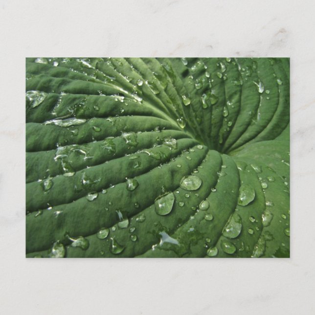 Raindrops auf der Postkarte von Hosta Leaf (Vorderseite)