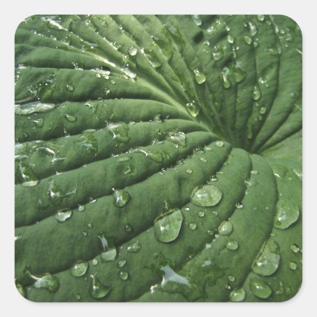 Raindrops auf Hosta Leaf Stickers (Vorderseite)