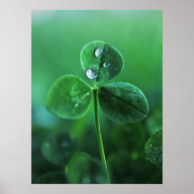 Raindrops auf Macro für Green Clover Blätter