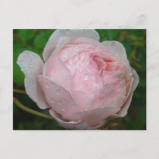 Raindrops auf meiner Rose Postkarte