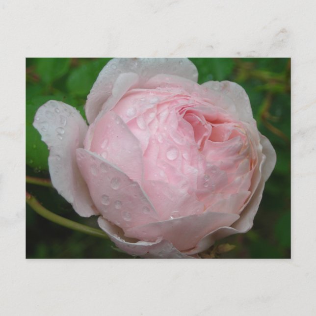 Raindrops auf meiner Rose Postkarte (Vorderseite)