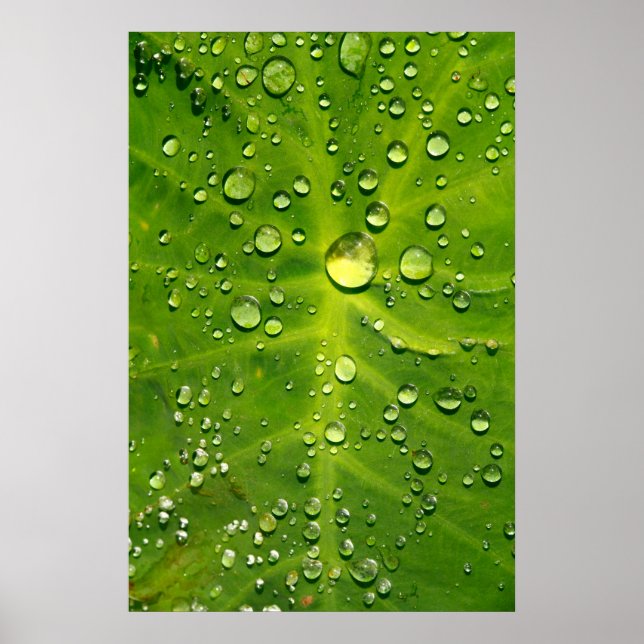 Raindrops on taro leaf poster (Vorne)