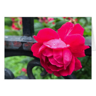 Raindrops Rosa Blume Rose Rainy Day NYC