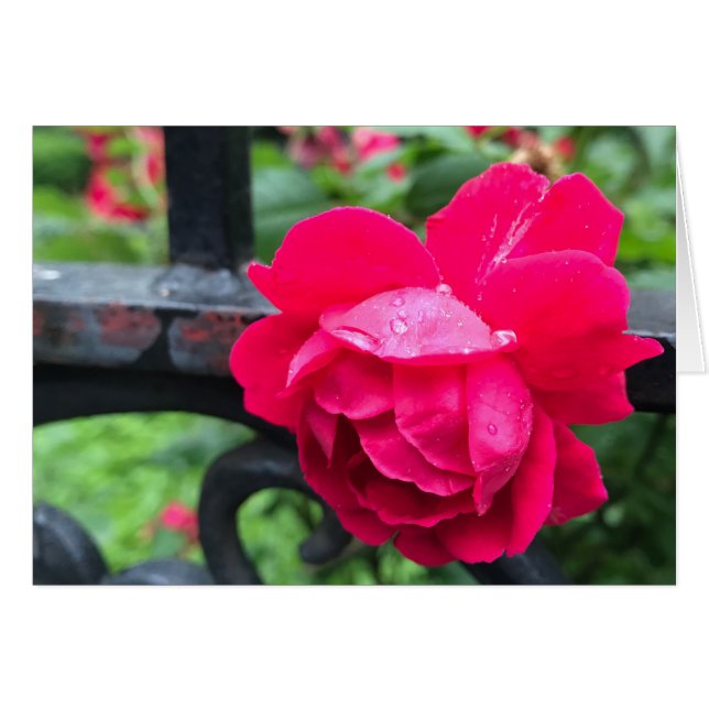 Raindrops Rosa Blume Rose Rainy Day NYC (Vorderseite (Horizontal))