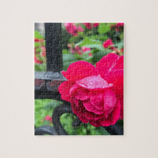 Raindrops Rosa Blume Rose Rainy Day NYC (Vertikal)
