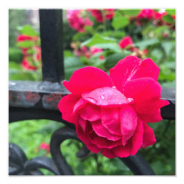 Raindrops Rosa Blume Rose Rainy Day NYC Fotodruck