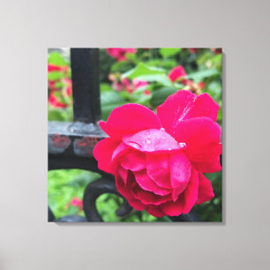 Raindrops Rosa Blume Rose Rainy Day NYC Leinwanddruck