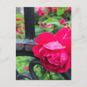 Raindrops Rosa Blume Rose Rainy Day NYC Postkarte