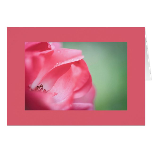 Raindrops sur un rose (Devant horizontal)