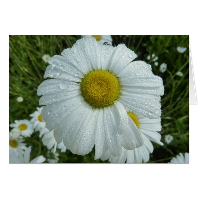 Raindrops über Daisy I Wildblume Floral (Vorderseite (Horizontal))