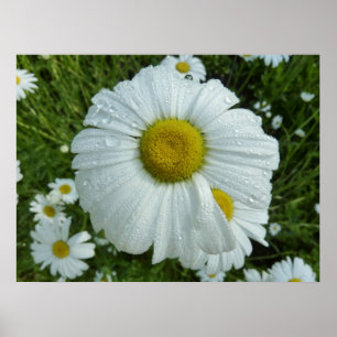 Raindrops über Daisy I Wildblume Floral Poster