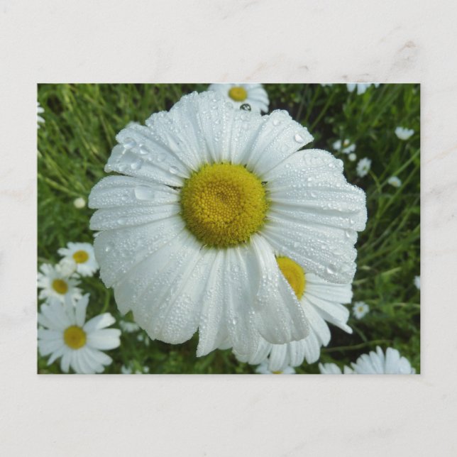 Raindrops über Daisy I Wildblume Floral Postkarte (Vorderseite)