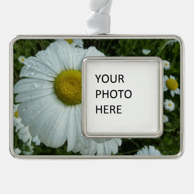 Raindrops über Daisy I Wildblume Floral Rahmen-Ornament Silber (Vorderseite)