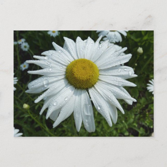 Raindrops zur Daisy-II-Wildblume Postkarte (Vorderseite)