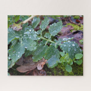 Raindrops zur Kolumbinen-Blume , Aquilegia