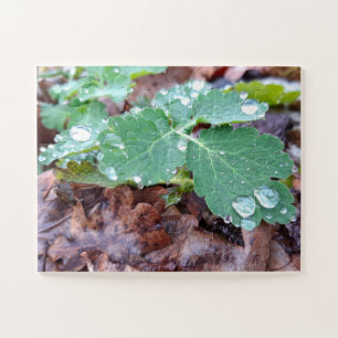 Raindrops zur Kolumbinen-Blume , Aquilegia