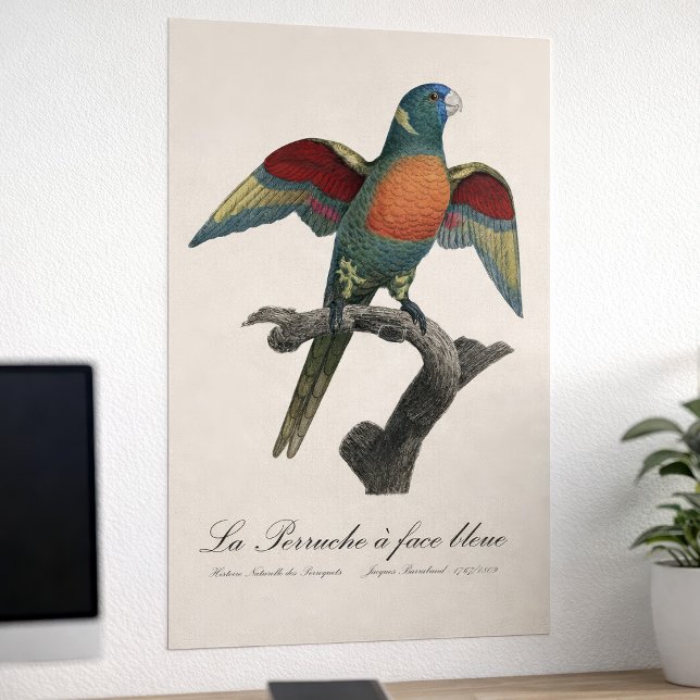 Rainerlorikit, Trichoglossus haematodus Poster (Coconut Lorikeet, Trichoglossus haematodus. Poster)