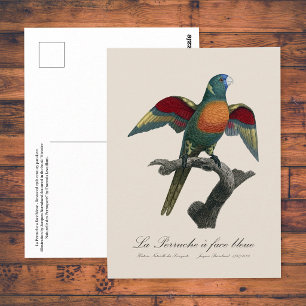 Rainerlorikit, Trichoglossus haematodus Postkarte
