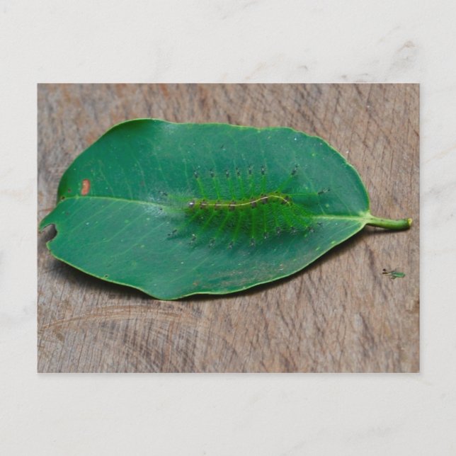 Rainforest Camouflage Postkarte (Vorderseite)