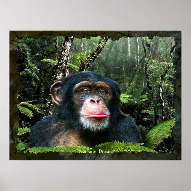"RAINFOREST DREAMS II" Schimpanse Art Poster (Vorne)