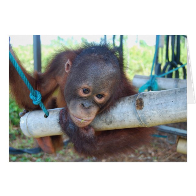 RainForest Jours au sanctuaire pour bébés animaux  (Devant horizontal)