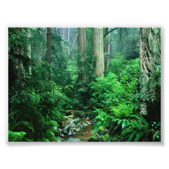 Rainforest Photo (Devant)