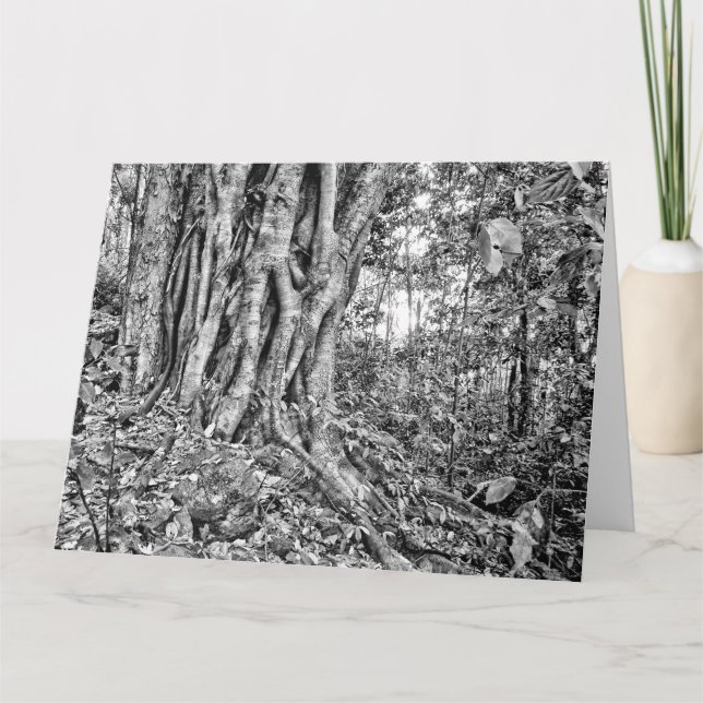 Rainforest Riesenrad Art Card Südaustralien Karte (Vorderseite)