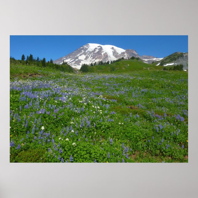 Rainier mit Lila Lupinen Poster (Vorne)